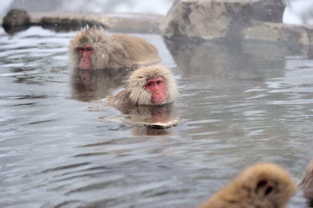 Yudanaka Seifuso Otel Yamanouchi  Dış mekan fotoğraf